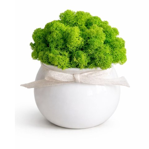 doniczka z chrobotkiem