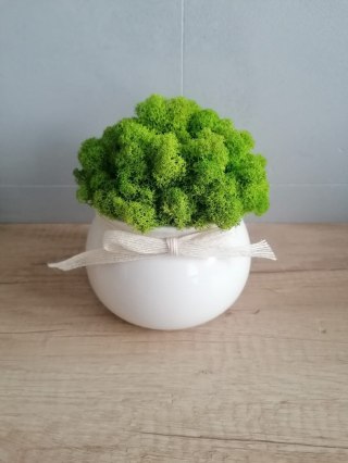 Doniczka ceramiczna z mchem chrobotkiem