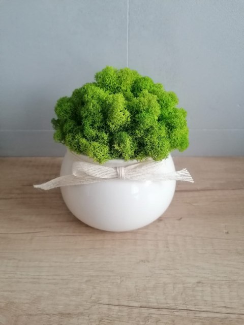 Doniczka ceramiczna z mchem chrobotkiem