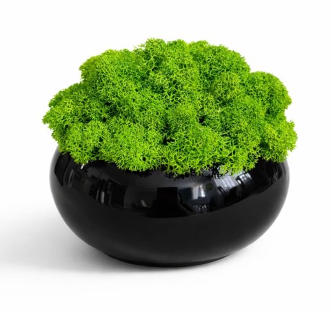 Doniczka kula z mchem chrobotkiem