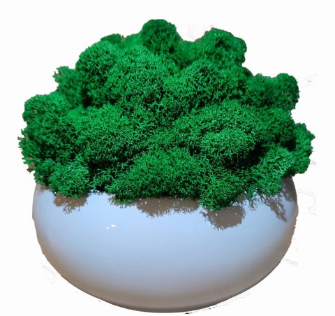 Doniczka kula z mchem chrobotkiem