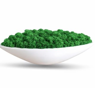 Doniczka łódka z mchem chrobotkiem, 32x12x7