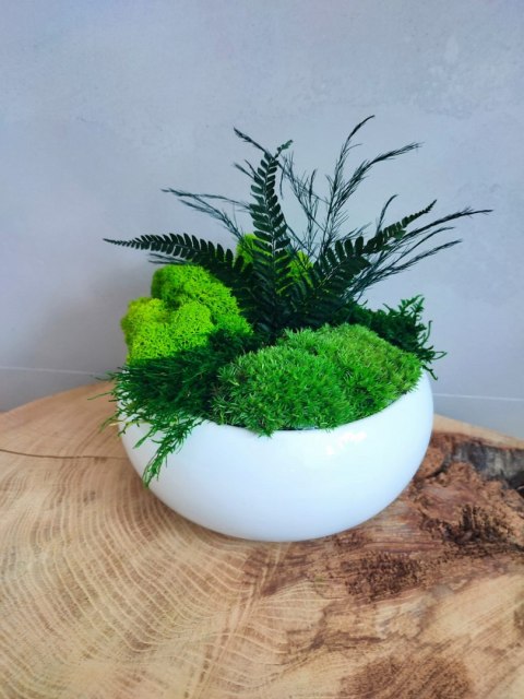 Doniczka z mchem i roślinami stabilizowanymi