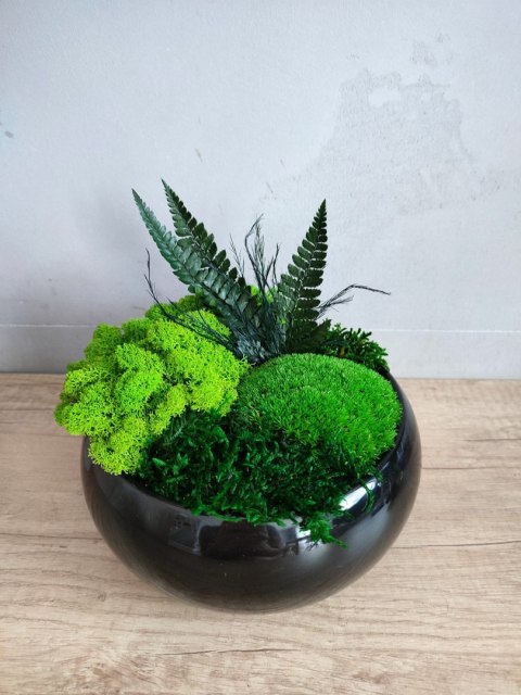 Doniczka z mchem i roślinami stabilizowanymi