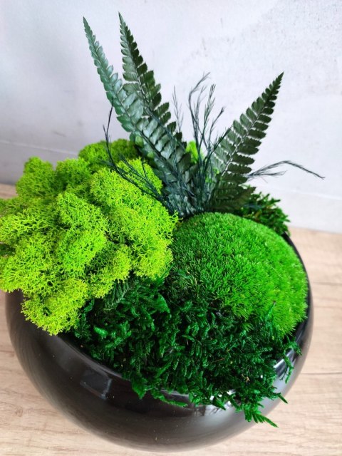 Doniczka z mchem i roślinami stabilizowanymi