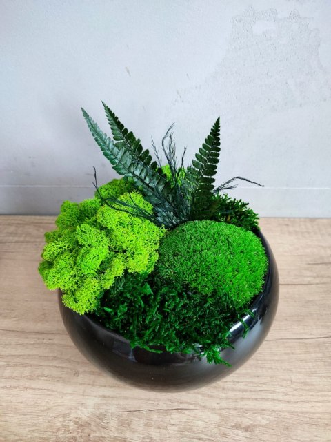 Doniczka z mchem i roślinami stabilizowanymi