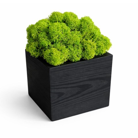 Drewniana doniczka z mchem chrobotkiem