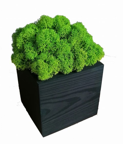 Drewniana doniczka z mchem chrobotkiem