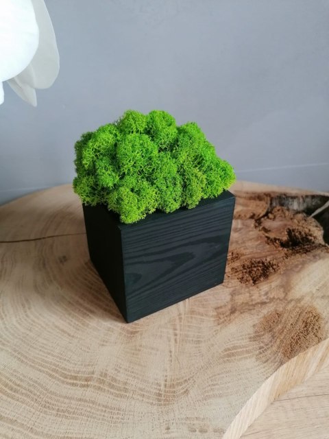 Drewniana doniczka z mchem chrobotkiem