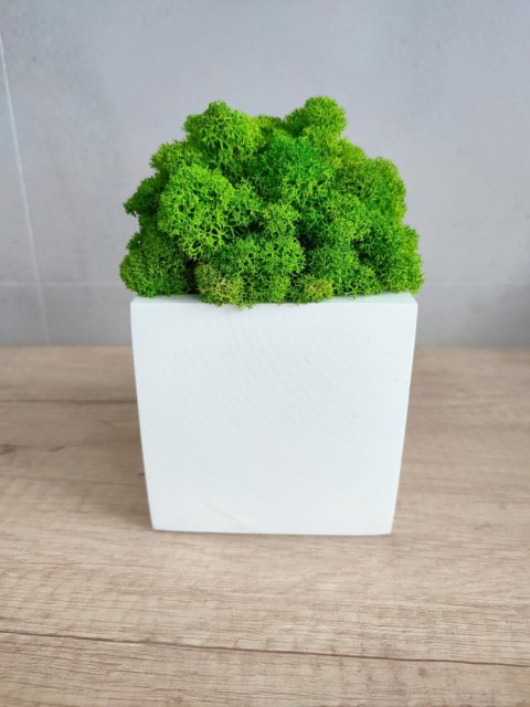 Drewniana doniczka z mchem chrobotkiem