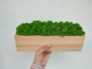 Drewniana doniczka z mchem chrobotkiem