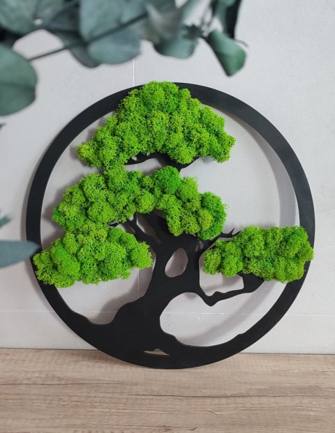 Drzewko Bonsai z mchem chrobotkiem