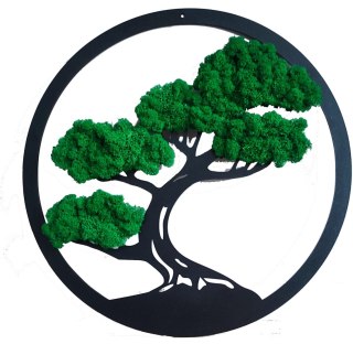 Drzewo Bonsai z mchem chrobotkiem