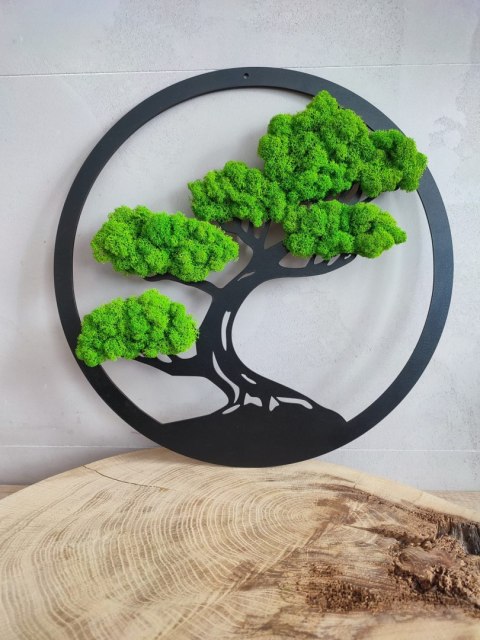 Drzewo Bonsai z mchem chrobotkiem