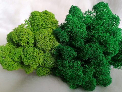 Drzewo życia z mchem chrobotkiem PREMIUM