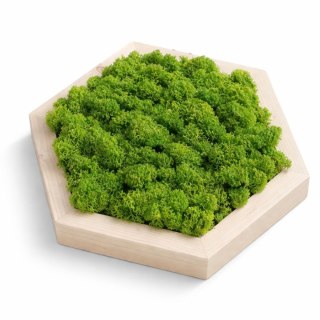 Heksagon wypełniony mchem chrobotkiem