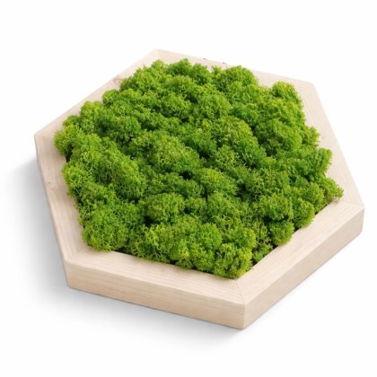 Heksagon wypełniony mchem chrobotkiem