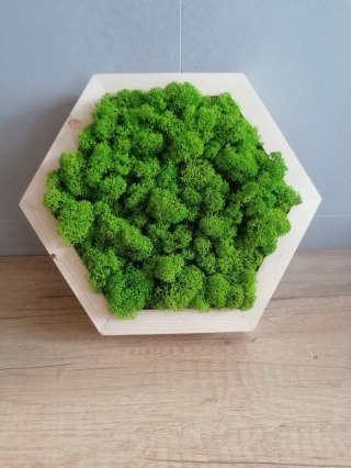 Heksagon wypełniony mchem chrobotkiem
