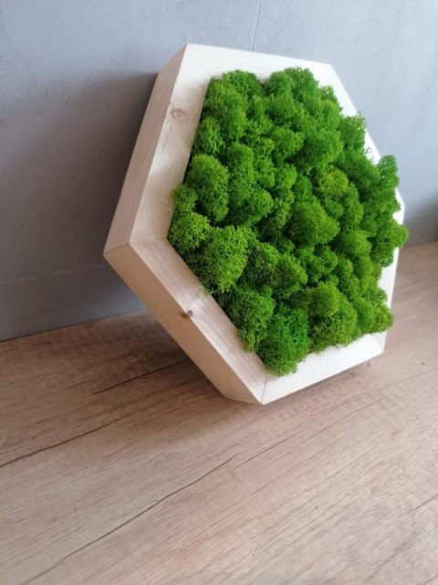 Heksagon wypełniony mchem chrobotkiem