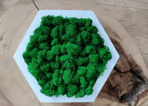 Heksagon wypełniony mchem chrobotkiem