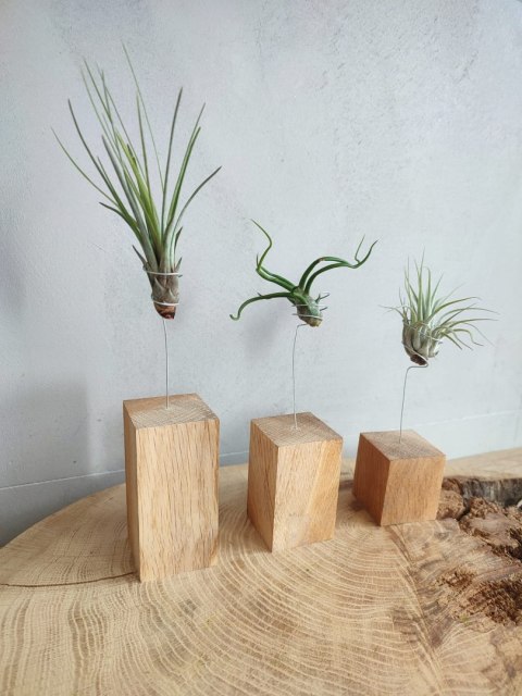 Kompozycja z roślin powietrznych - oplątwy