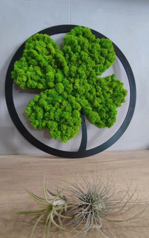 Koniczynka szczęścia z mchu chrobotka premium