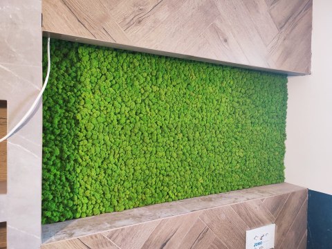 Mech chrobotek fiński PREMIUM