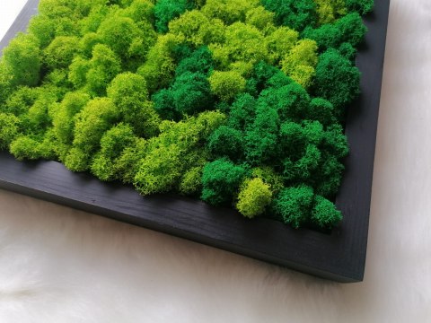 Obraz z chrobotka, 27x27 cm