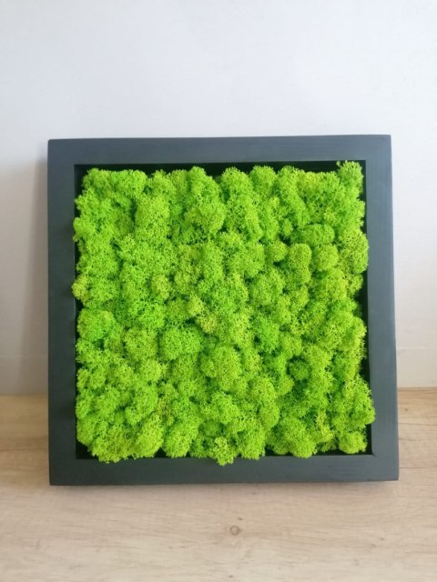 Obraz z chrobotka, 27x27 cm