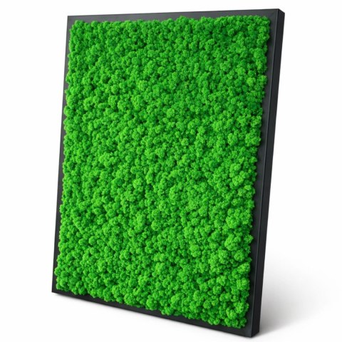 Obraz z mchu chrobotka 