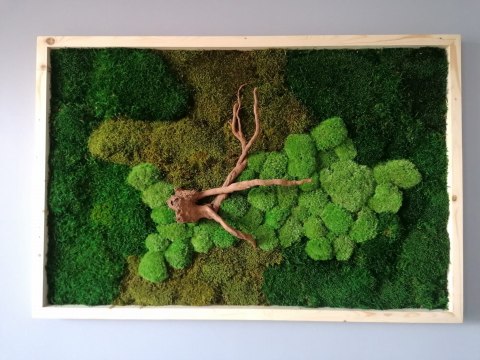 Obraz z mchu płaskiego i poduszkowego z korzeniem, 120x80 cm