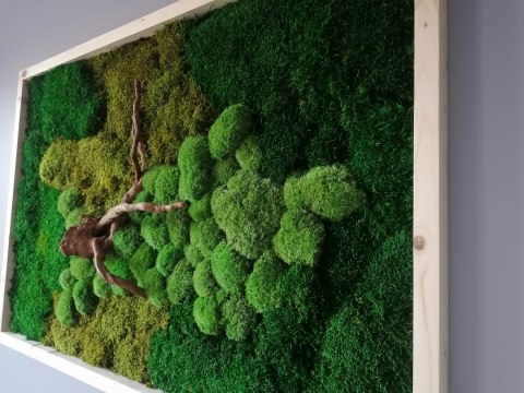 Obraz z mchu płaskiego i poduszkowego z korzeniem, 120x80 cm