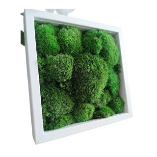 Obraz z mchu poduszkowego, 25x25cm