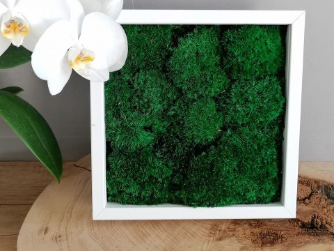 Obraz z mchu poduszkowego, 25x25cm