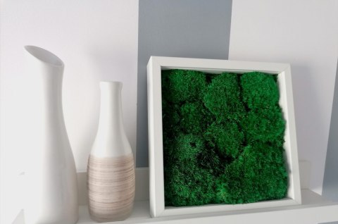 Obraz z mchu poduszkowego, 25x25cm