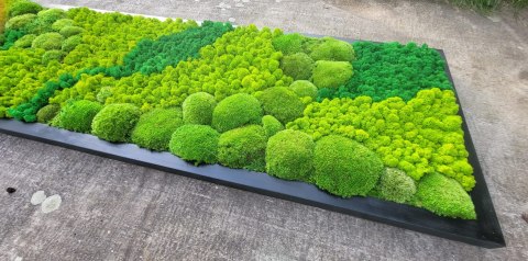 Obraz z mchu poduszkowego I chrobotka, 180x58 cm