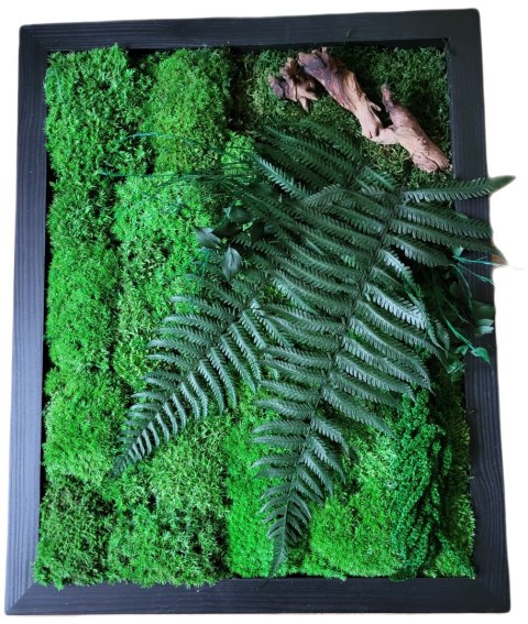 Obraz z mchu poduszkowego i roślin stabilizowanych 42x52