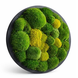 Obraz z mchu poduszkowego o średnicy 50 cm