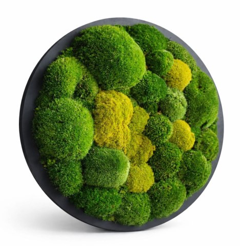 Obraz z mchu poduszkowego o średnicy 50 cm