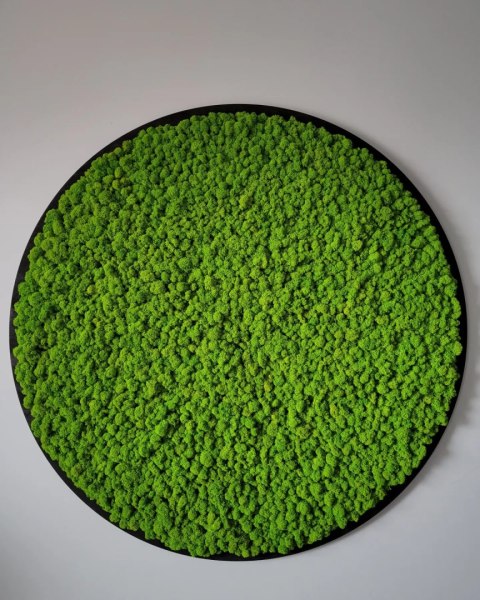 Okrągły obraz z mchem chrobotkiem o średnicy 50 cm