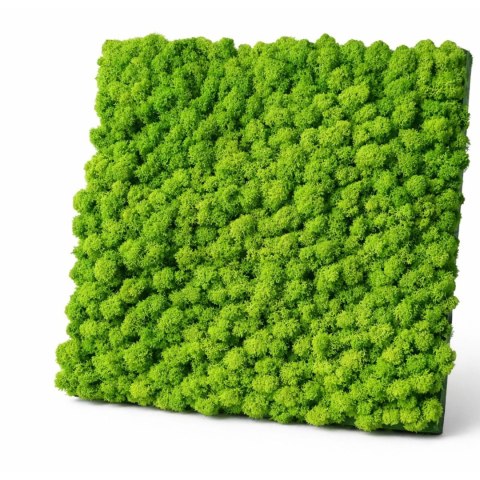Panel z mchu chrobotka PREMIUM, 50x50 cm