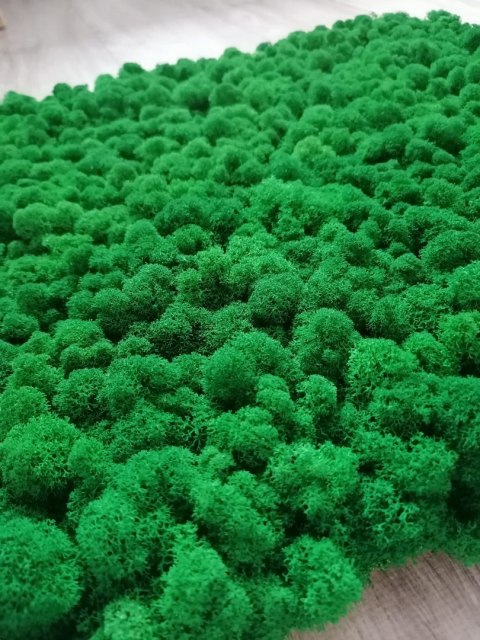 Panel z mchu chrobotka PREMIUM, 50x50 cm