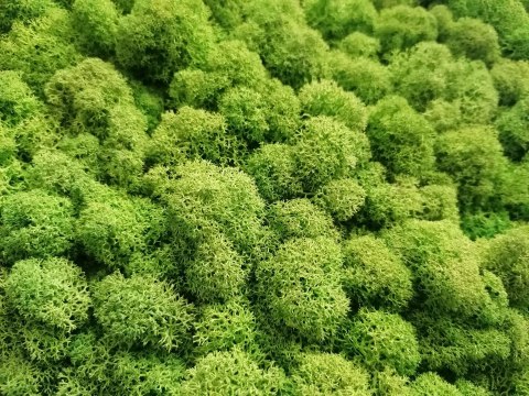 Panel z mchu chrobotka PREMIUM, 50x50 cm