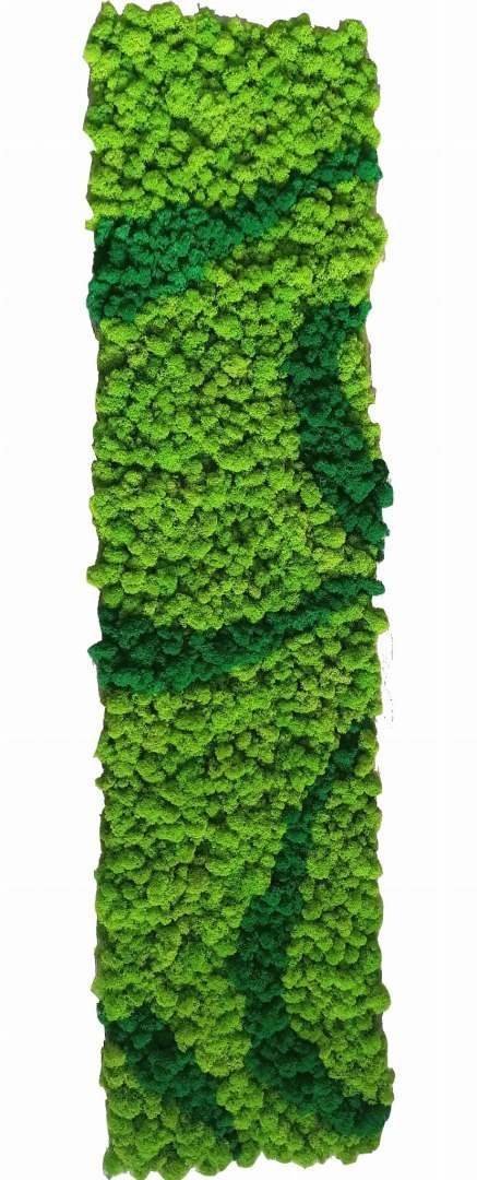 Panel z mchu chrobotka mix