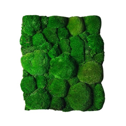 Panel z mchu poduszkowego 50x60 cm