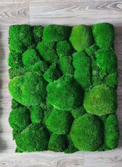 Panel z mchu poduszkowego 50x60 cm