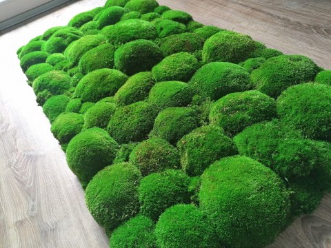 Panel z mchu poduszkowego 50x60 cm