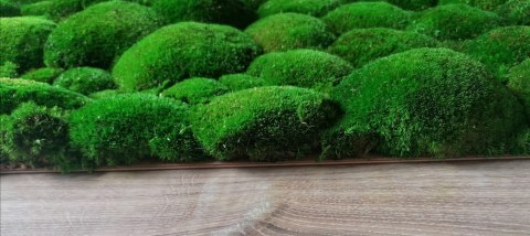 Panel z mchu poduszkowego 50x60 cm