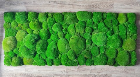 Panel z mchu poduszkowego 50x60 cm