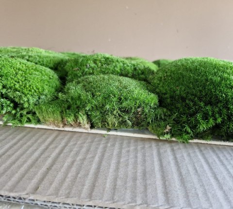 Panel z mchu poduszkowego PREMIUM, 100x50 cm